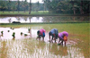 Udupi sees better paddy sowing with heavy rains in area